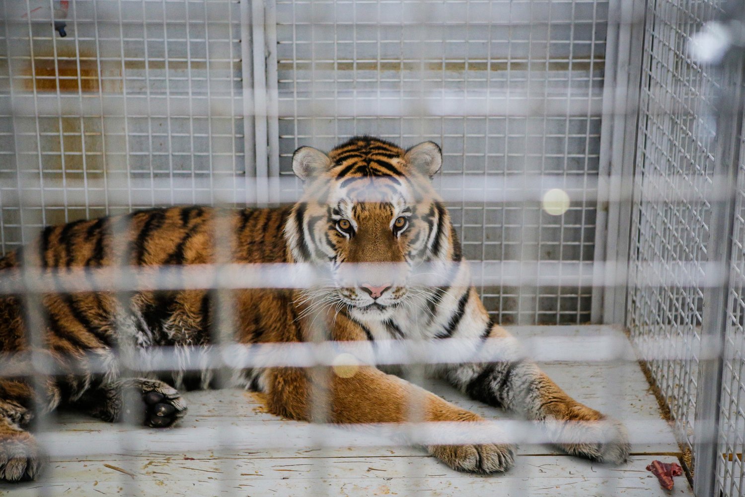 White Bengal Tiger, Animal Database